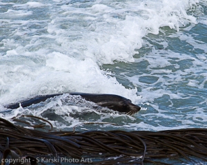 Dunedin Seal Surfing