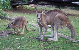 Hobart Kangaroo-2