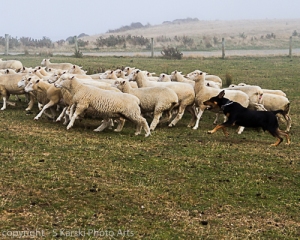 Wellington - Sheep dog herding